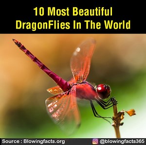 26K views · 824 reactions | 10 most beautiful dragonflies in the world | Facts that will blow your mind | Facebook