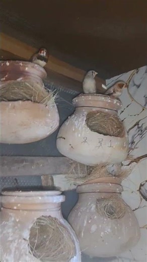 Zebra Finch Breeding Problems Solved | Why They Stop Laying Eggs#birds #finches #shorts
