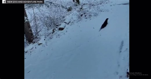 Otters on the run after escaping Northeastern Wisconsin Zoo