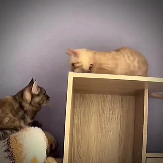 Playful Cats Interacting in a Cozy Indoor Setting