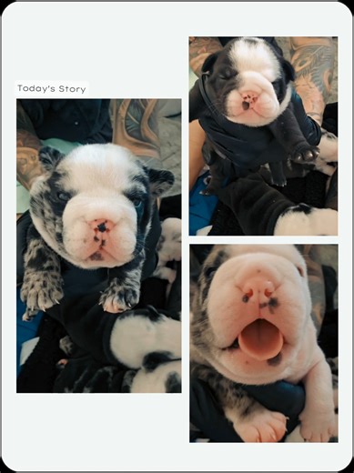 Day 20 with our bulldog puppies 🤍 Their personalities are starting to show and they’re getting stronger every day 🐾 Watching them grow is the sweetest thing. #bulldogpuppy #bulldog #puppiesoftiktok #puppylife #dogsoftiktok