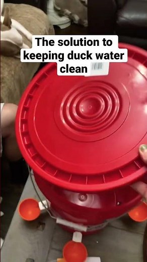 The Solution to Keeping Duck Water clean! Easy installation. Took 10 min!