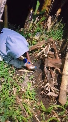 This person catches a collared dove in a hole in the ground #animal #vidioshorts #fypシ゚viral
