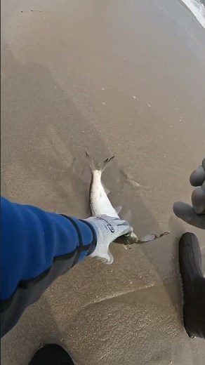Hickory Shad Surf Fishing Using Metal