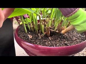 How to divide cannas in a pot