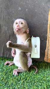 7.2K views · 201 reactions | Walker sit play alone | LEO Monkey HD | Facebook