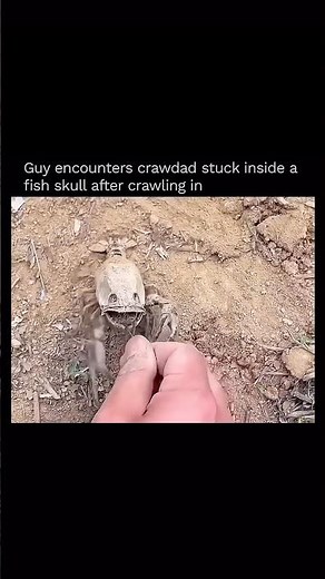 Guy encounters Crawdad stuck inside a skull after crawling in