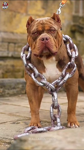 Top 5 Strongest Dogs to Protect Your Family! 💪🐶 These powerful breeds are loyal, fearless, and built to guard your home. 🏠🔥 Which one would you trust the most?👇 #StrongestDog #GuardDogs #FamilyProtector #DogLovers #PowerfulDogs #DogBreeds #DangerousDogs #TikTokDogs #ViralDogs #PetProtection