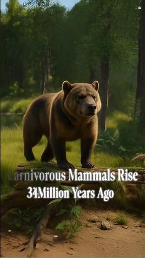 The Evolution of Bear 🐻⚔️🌍✨