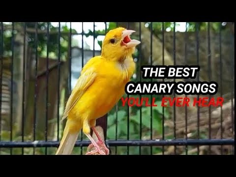 A Special Canary to Seduce All The Canaries - The Belgian Singing Canary 