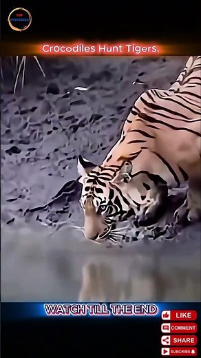 Tiger vs Crocodile: An Unexpected Wildlife Encounter