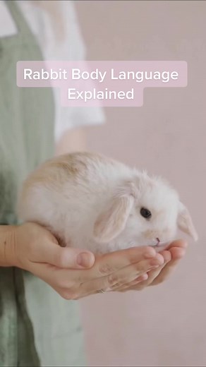 🐰 Follow Valentino for more cuteness. What's your rabbit telling you with their body language? #animals #nature #rabbitsworldwide #bunnylife #bunnyoftheday #adoptdontshop #minilop #rabbitlove #fyp #foryou #foryoupage #featureme #viral