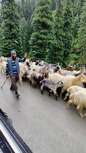 7.6M views · 10K reactions | कश्मीर का कमाल बकरी पालन Goat farming at kashmir | Farming Leader | Facebook