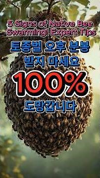 [토종벌인터뷰]🐝토종벌 분봉 전조 증상 5가지! 이것만 알면 고수 / 5 Signs of Native Bee Swarming! Expert Tips