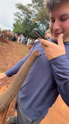 Spring Break Special!😍🥰🥰 #animals #elephant #cute #youtube #shorts #viral