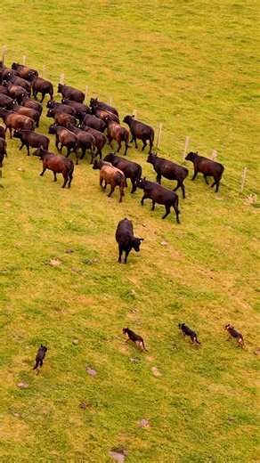 Have you ever seen working dogs build a wall? Watch these working kelpies build a wall and draw a line in the sand that the heifer knows better than to cross. These dogs understand when they need to force and when they don't. We could all learn a lot from how these dogs work cattle. This was after 40 minutes of working these heifers, which had not been worked by dogs before. While the dogs had to use quite a bit of force at the start of the session, by the end, the dogs and cattle had an underst