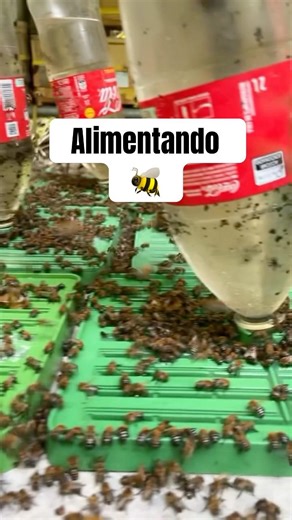 Feeding the native northeastern stingless uruçu bee