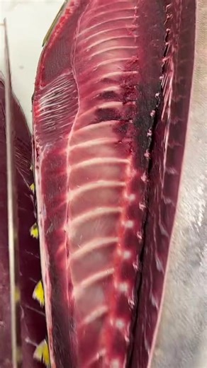 Albacore Tuna: Characteristics and Uses