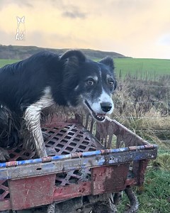 134K views · 2.8K reactions | Watch this exceptional dog at work  | Sean The Sheepman | Facebook