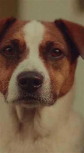 He Grew Up With Me | A Dog & Human Friendship Story 🐕🐕 #aivideo #doglove