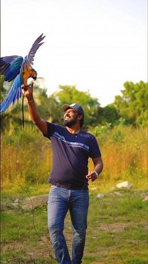 Harness Training a Macaw Outdoor #Macaw #BirdTraining #ExoticPets