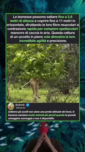 La leonessa ha catturato un uccello in pieno volo