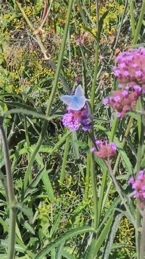Beautiful common blue butterfly #butterfly #bluebutterfly #naturelovers #nature #naturewalk #shorts