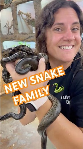 Meet our newest, greenest additions to our reptile family 🐍a litter of Baby Green Anacondas! 🌎 ✨