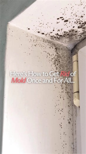 BodyBio | Supplements for Cellular Health on Instagram: "When we discovered mold in our home, we quickly realized that remediation was just part of the solution. A full-home sanitization process was the key to completely resolving the issue. 🦠 💡Here’s what we did: We hired professionals who used Benefect and ozone—both non-toxic solutions—to clean our entire house and office. They fogged every room and wiped down walls, door frames, and other surfaces. The results? Our mold test came back comp