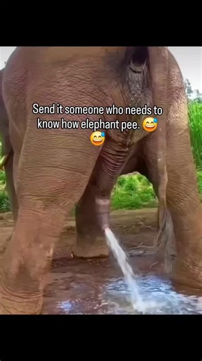 The Lord of The Reels on Instagram: "Posted so many funny reels, and Instagram didn't care. Posted Elephant peeing, algorithm goes bonkers. 😂😂 . . . . #RelatableMemes #FunnyMemes #MemesDaily #MemeHumor #RelatablePosts #TooRelatable #LOL #ComedyGold #AdultingMemes #WorkFromHomeHumor #LifeStruggles #DatingMemes #ParentingMemes #StudentLifeMemes #MemeCulture #ViralMemes #DankMemes #2025Humor #ExplorePageMemes #TrendingNow #ReelsTrending #MemesOnReels #ExploreReels #FunnyReels #TheLordOfTheReels"