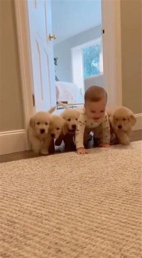 🐕 Why Are These Puppies Following the Crawling Baby?なぜ子犬たちはハイハイする赤ちゃんについてくるのか？