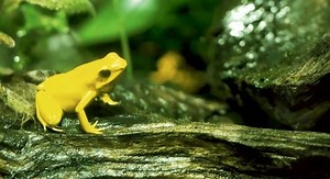 Frog Pond Stock Footage Video (100% Royalty-free) 3685642939 | Shutterstock