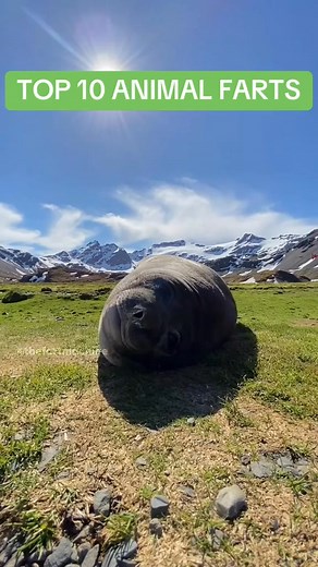 223K views · 3.9K reactions | TOP 10 ANIMAL FARTS #fart #funny #fun #comedy #fyp #reels #farting #compilation #viral #Top10 | Thefart machine | Facebook
