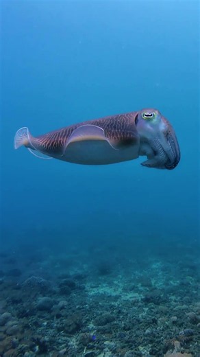 The Cute Creatures You Can Meet While Diving in Bali #scubadiving #travelbali #underwater #scuba