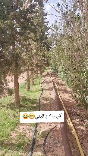 أعراس ورقلة بني ثور: تقاليد وحفلات