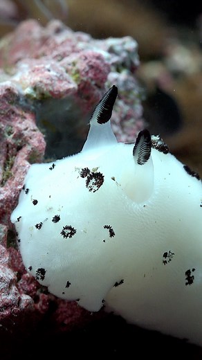 Jorunna funebris | Ocean Reality Channel