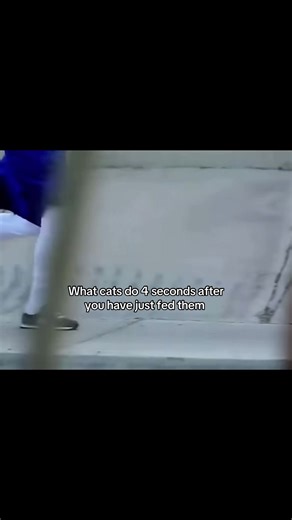 #boxing🥊 #boxing #relateable #meme #fyp | cats