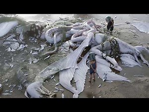 Real Ocean Artifacts That Belong To Mermaids