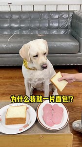 21K views · 348 reactions | Tangyuan, is this a regular sandwich  #dog #dogfunny #yituo #doglover | The pot ring is a Labrador | Facebook