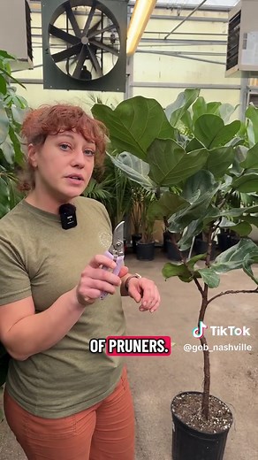 Transform Your Ficus Tree with Proper Pruning Techniques