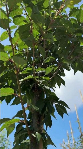 Zierkirsche | Prunus 'Okame'