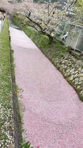 桜🌸舞い落ちる。花びらピンクの絨毯になった瞬間🌸