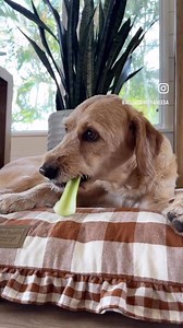 • Celery for Dogs • Low in calories and fat: Great for dogs who need to maintain a healthy weight or are on a diet. High water content: Helps with hydration, especially in hot weather. Rich in nutrients: Contains vitamins A, C, and K, plus minerals like potassium and folate that support immune function, vision, and overall health. Freshens breath: The crunch and texture can help clean teeth and reduce bad breath. Digestive support: The fiber in celery can help promote healthy digestion and regul