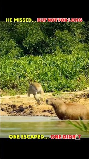 ONE ESCAPED… ONE DIED – JAGUAR HUNT #jaguar #jaguars #animalshorts #crocodile #capybara #wildanimals