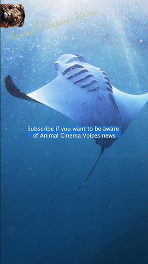 Sea Stingray in underwater world of Nemo by Animals Cinema Voices