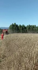 Cosecha de trigo 2022 | Los Flores de Rucalhue
