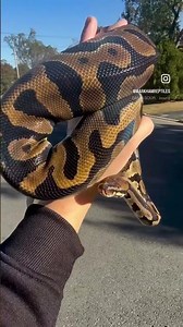 Leopard Het Pied 66% Het Clown Female ball python