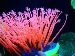 How To Tell If A Tetra Fish Is Gravid - Cuteness