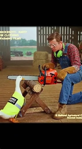Duck Chainsaw Safety Video #safety #chainsaw #funny #fyp #duck