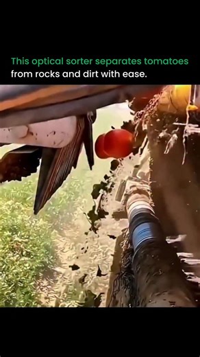 Artificial intelligence | Robotics on Instagram: "Robotics is quietly transforming modern farming. A lot of the work that used to be done by hand is now handled by smart machines that sort and process food with crazy accuracy. On today’s farms, optical sorters scan tomatoes at high speed to separate the ripe ones from dirt, rocks, and unripe produce. LED lights and fast cameras check every tomato as it moves down the line. The system reads color, size, and shape in a split second and decides whe